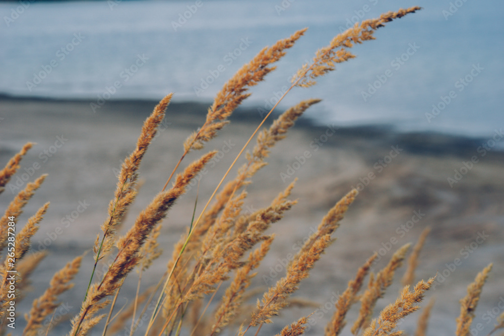 Fototapeta premium Beautiful African fountain flower blooming grass field, garden decoration plant Fountain Grass