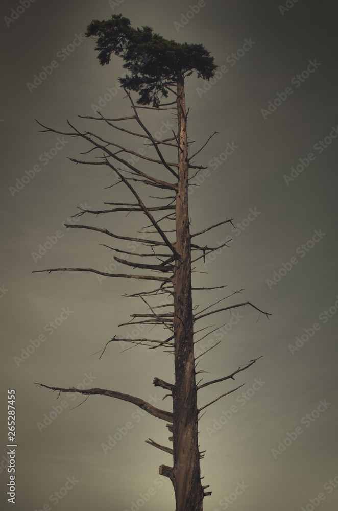 Lonely leafless tree with leaves only in the cup Lonely leafless tree with leaves only in the cup