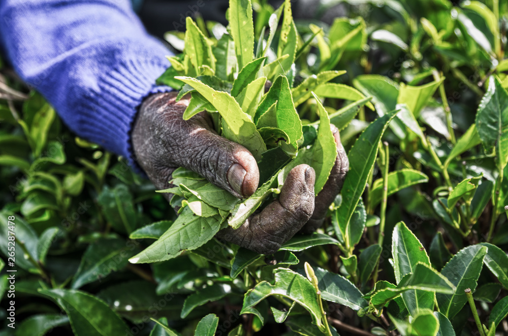 Obraz premium Hands of woman mistreated by the work of picking tea leaves in the fields of Sri Lanka.