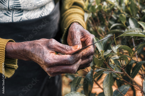 Hands of woman mistreated by the work of picking tea leaves in the fields of Sri Lanka. He shows his work knife.