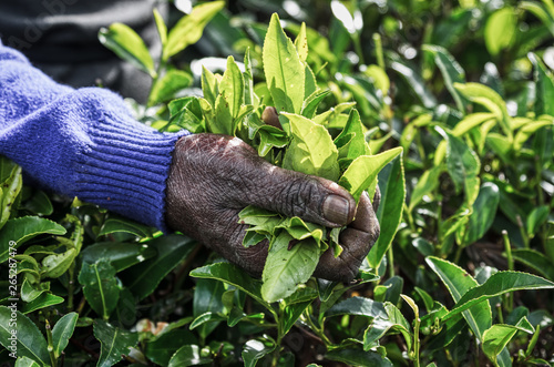 Fotografie Hands of woman mistreated by the work of picking tea leaves in the fields of Sri Lanka