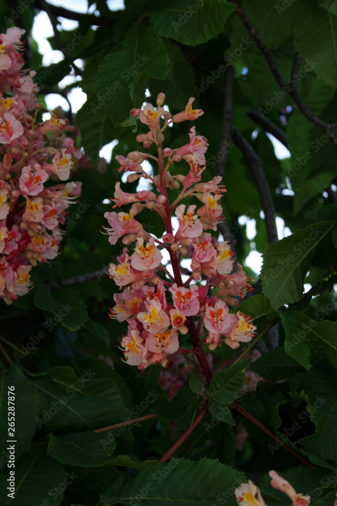 Aesculus carnea in the park of El Retiro in Madrid Aesculus carnea in the park of El Retiro in Madrid