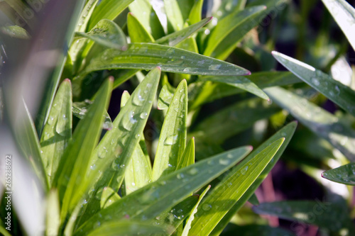 Dew drops on fresh green grass and leaves of flowers in close-up