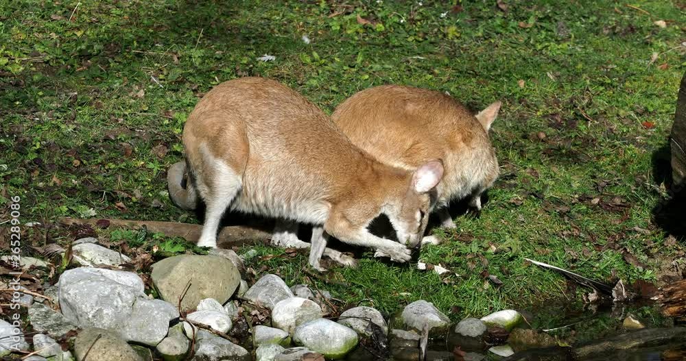 The agile wallaby, Macropus agilis also known as the sandy wallaby, is a species of wallaby found in northern Australia and New Guinea. The agile wallaby, Macropus agilis also known as the sandy wallaby, is a species of wallaby found in northern Australia and New Guinea.