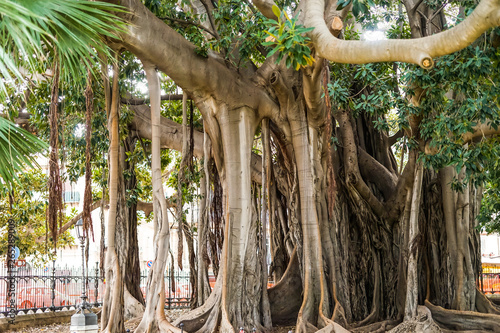 Ficus macrophylla - großblättrige Feige Urwald