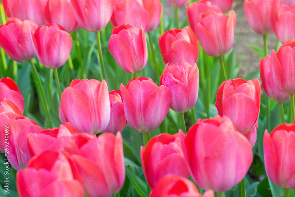 Fototapeta premium Picturesque red coral tulips fresh flowers at a blurry soft focus background close up bokeh