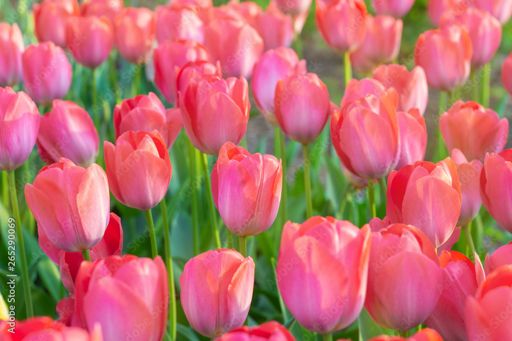 Picturesque red coral tulips fresh flowers at a blurry soft focus background close up bokeh Picturesque red coral tulips fresh flowers at a blurry soft focus background close up bokeh