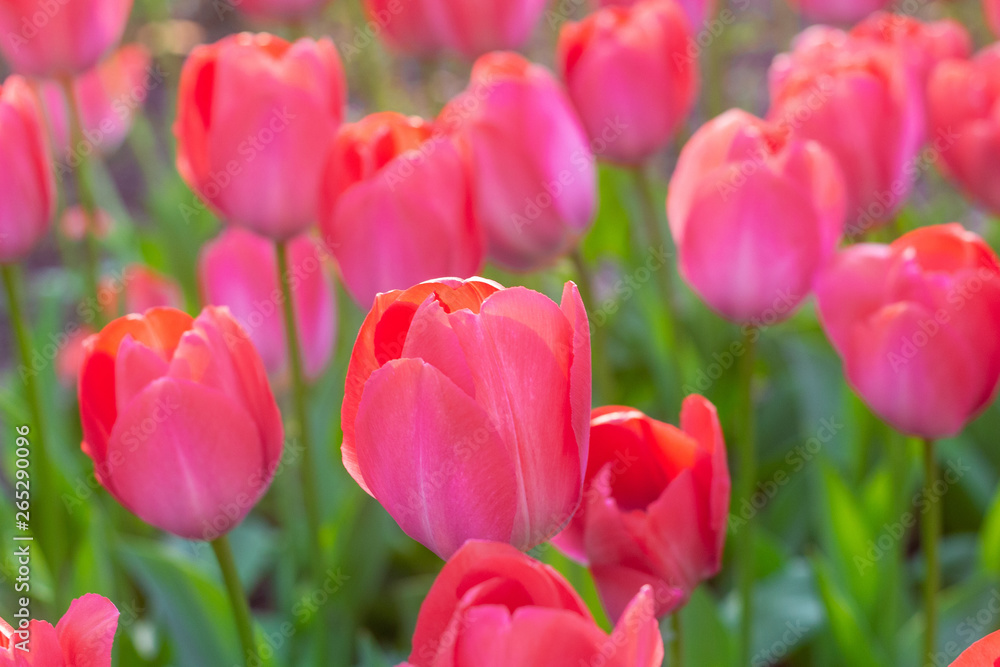 Picturesque red coral tulips fresh flowers at a blurry soft focus background close up bokeh Picturesque red coral tulips fresh flowers at a blurry soft focus background close up bokeh