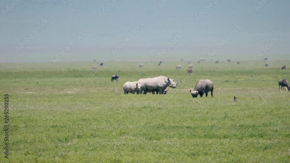 Wild African White Rhinos Buffalos Zebras Ostriches Graze On Plains Of Savannah Wild African White Rhinos Buffalos Zebras Ostriches Graze On Plains Of Savannah