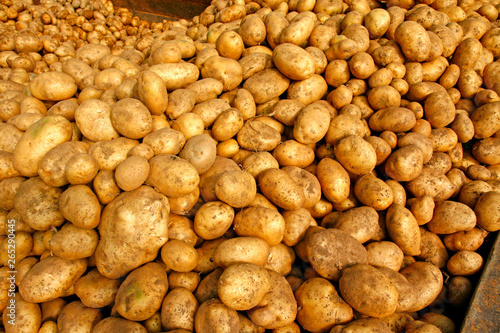 Harvesting potatoes.