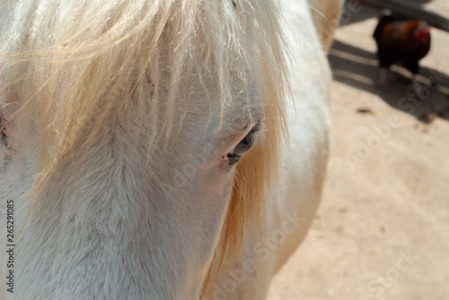Detail of the eye of a young horse with white fur  in its courtyard