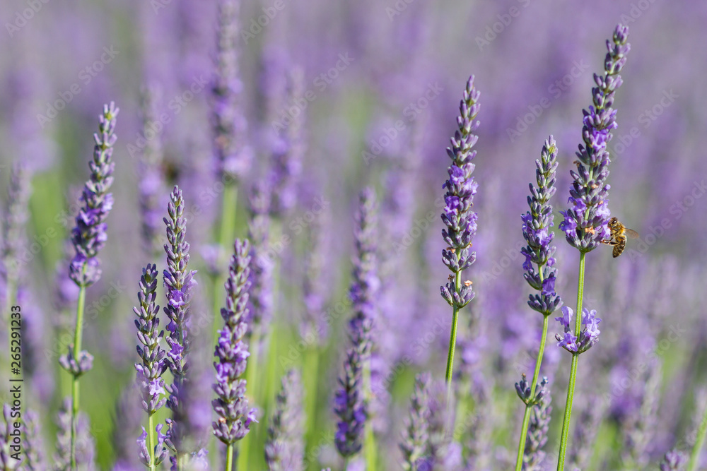 Blooming lavender with a bee in Burgundy Blooming lavender with a bee in Burgundy