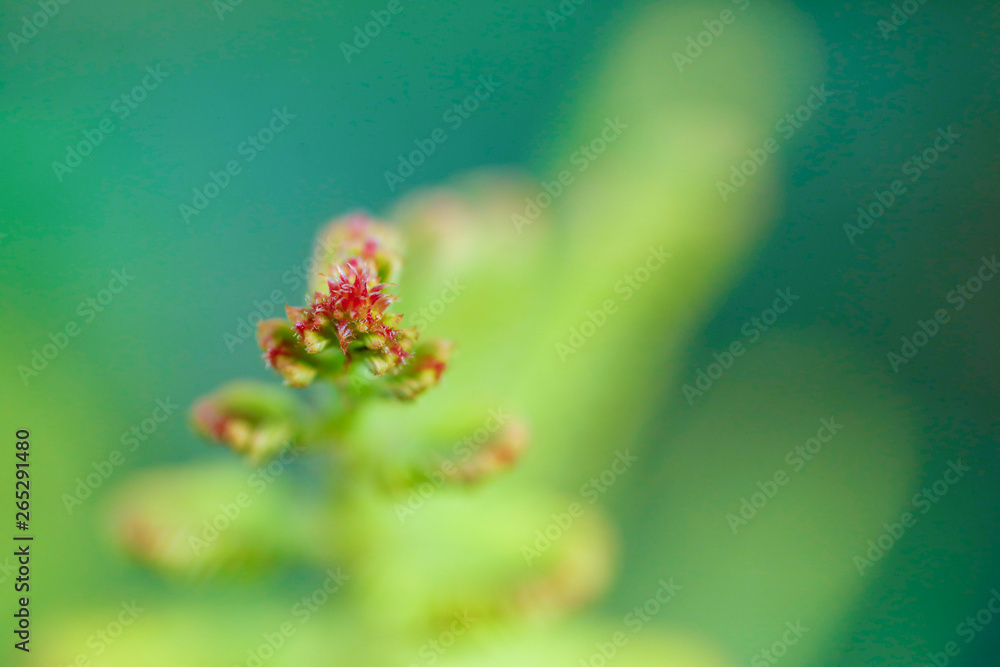 fresh green leaf micro photography