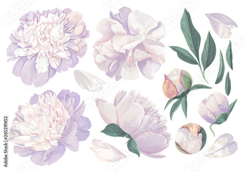 Set of floral elements with white peonies flowers and leaves. Hand drawn, vector botanical flora for decoration, wedding invitation, patterns, wallpapers, fabric, wrapping paper. Realistic style.