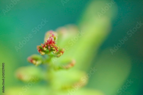 fresh green leaf micro photography