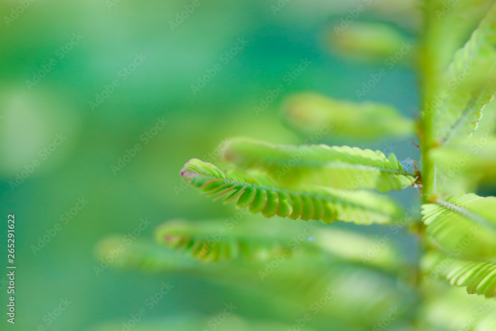 Fototapeta premium fresh green leaf micro photography