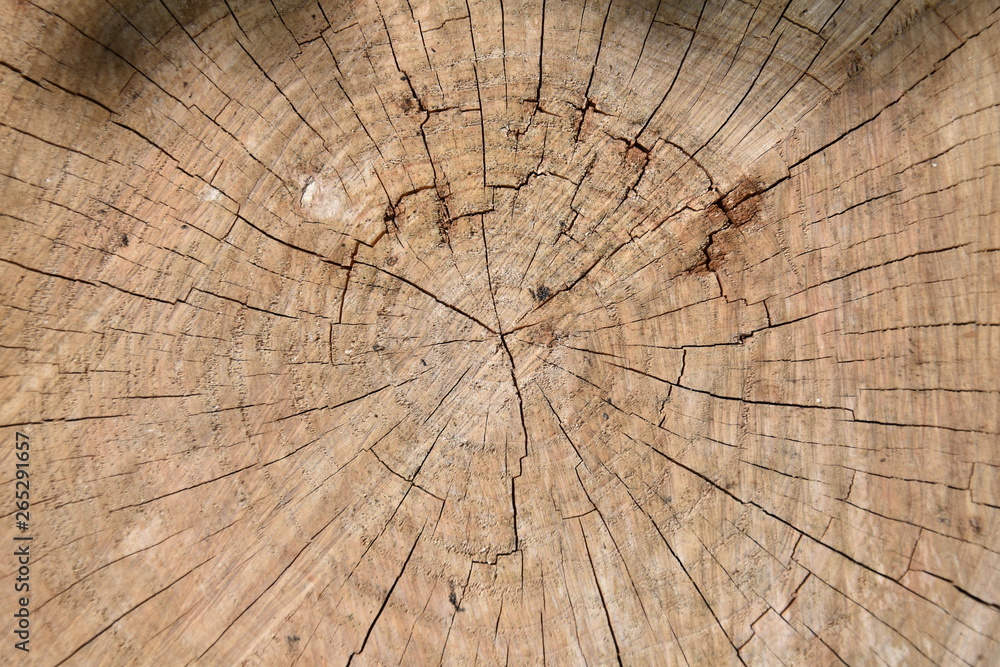 Fototapeta premium Bark from cutted tree logs