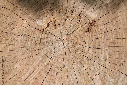 Bark from cutted tree logs