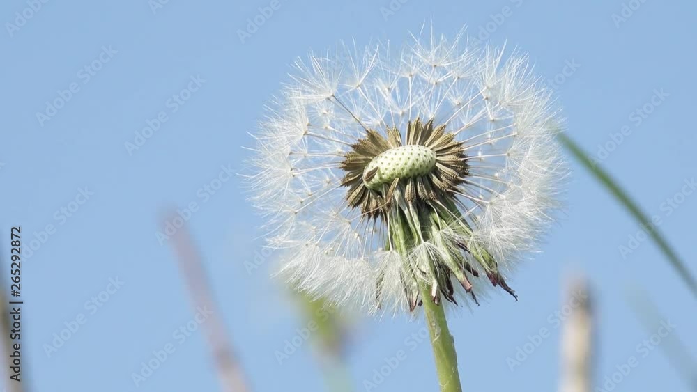 ripe dandelion in the landscape in front of blue sky ripe dandelion in the landscape in front of blue sky