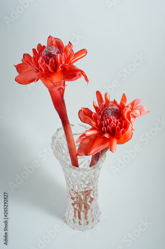 Red torch ginger flowers in a glass jar on white background