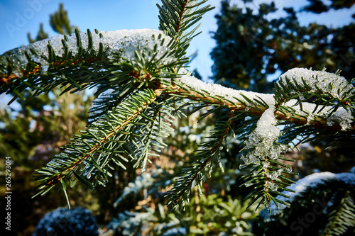 A branch of the Nordman fir withspiny needles covered with snow and ice against a blurred background of greenery of the garden and the blue cloudless sky. Close-up. Nature concept for design.. © AlexanderDenisenko