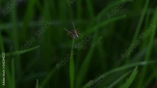 tiny spider trying to hang on to a blade of grass