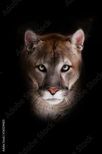 Принти на полотні The cougar  is approaching, it goes full face, a powerful animal goes forward, against the background of rocks and snow