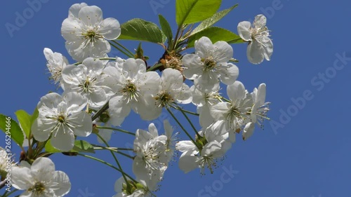 tree branch with white flowers in bloom on a sunny day