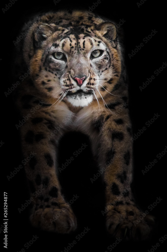 Obraz premium Muzzle and paws of a snow leopard, a big cat close-up with an open maw, Isolated on black background.