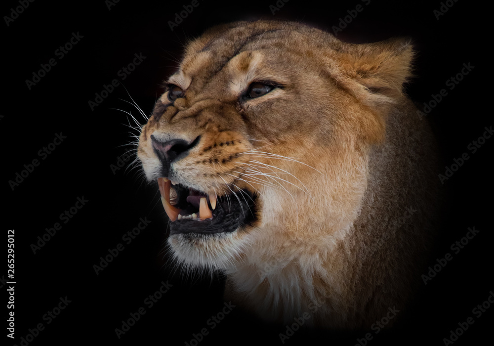 Lioness female growls muzzle close up. evil eyes and powerful fangs. Isolated on black background.