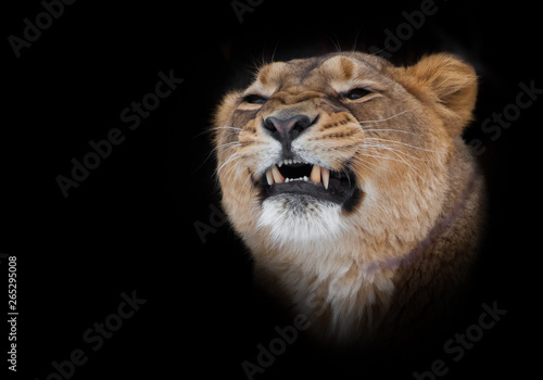 powerful lioness growls grin teeth, head of a predator close up Isolated on black background.