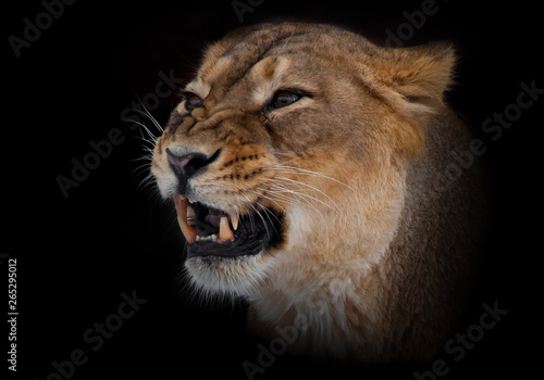 Lioness female growls muzzle close up. evil eyes and powerful fangs. Isolated on black background. © Mikhail Semenov