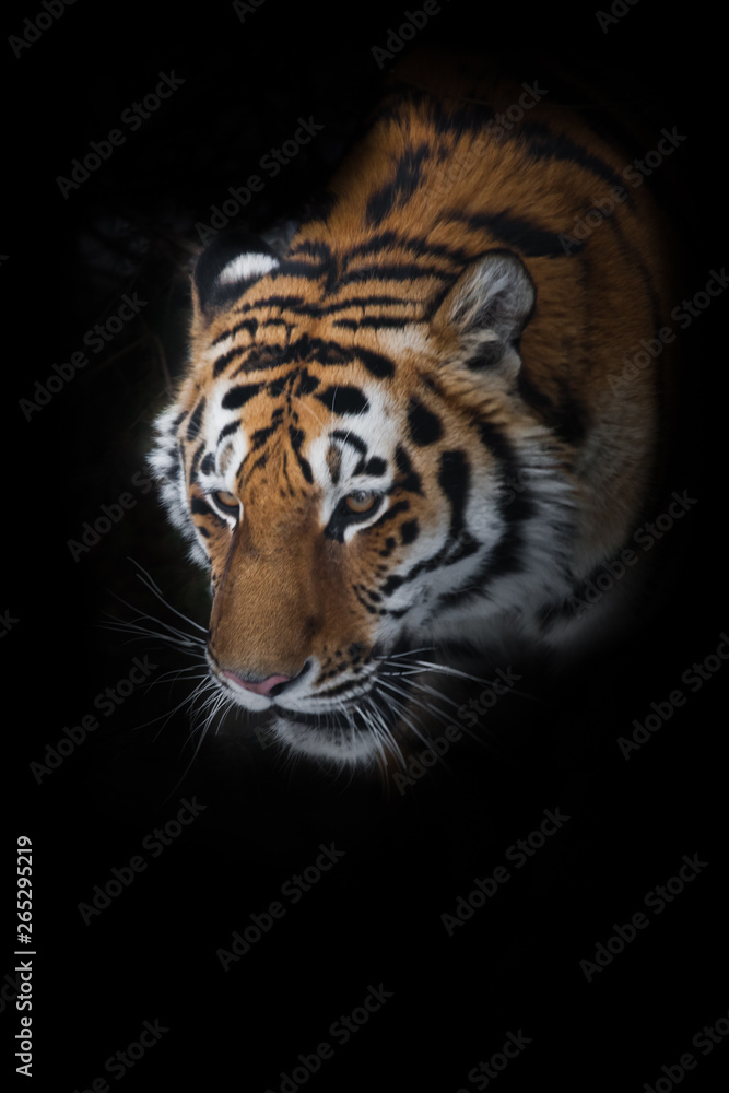 Close up portrait of Amur (Siberian) tiger in forest, looking at