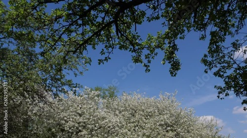 wide shot of white flowering trees over blue sky