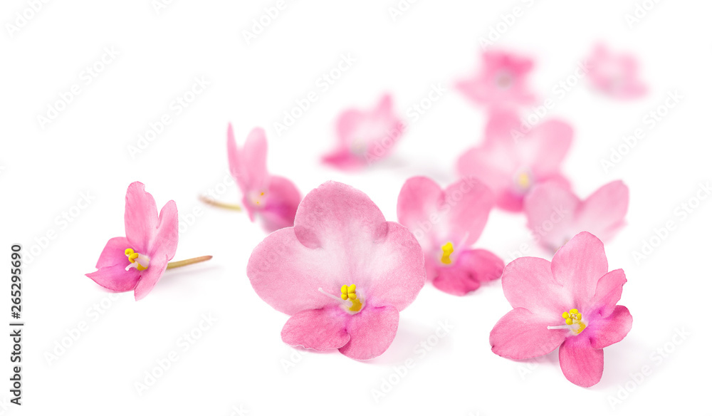 Pink flowers of Violets on white background.