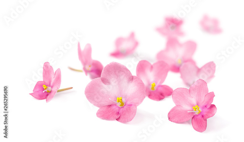 Pink flowers of Violets on white background.