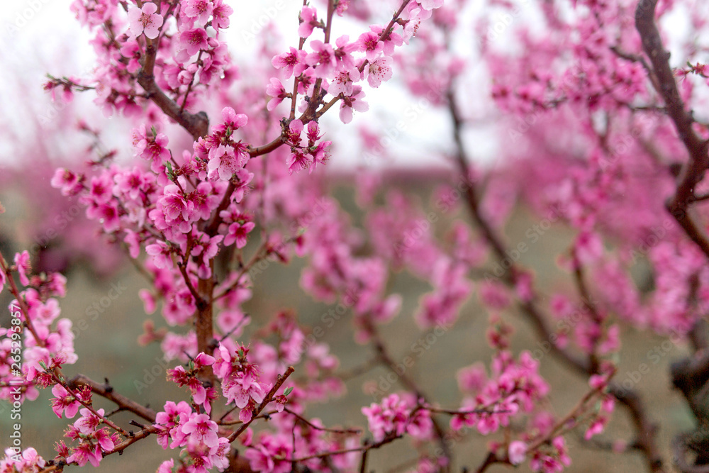 Beautiful cherry blossom sakura in spring time .