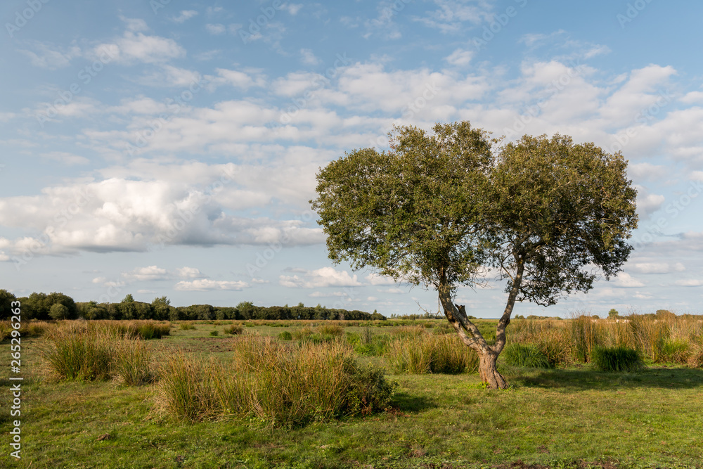 Lonely tree in the Briere marsh area near Breca Lonely tree in the Briere marsh area near Breca
