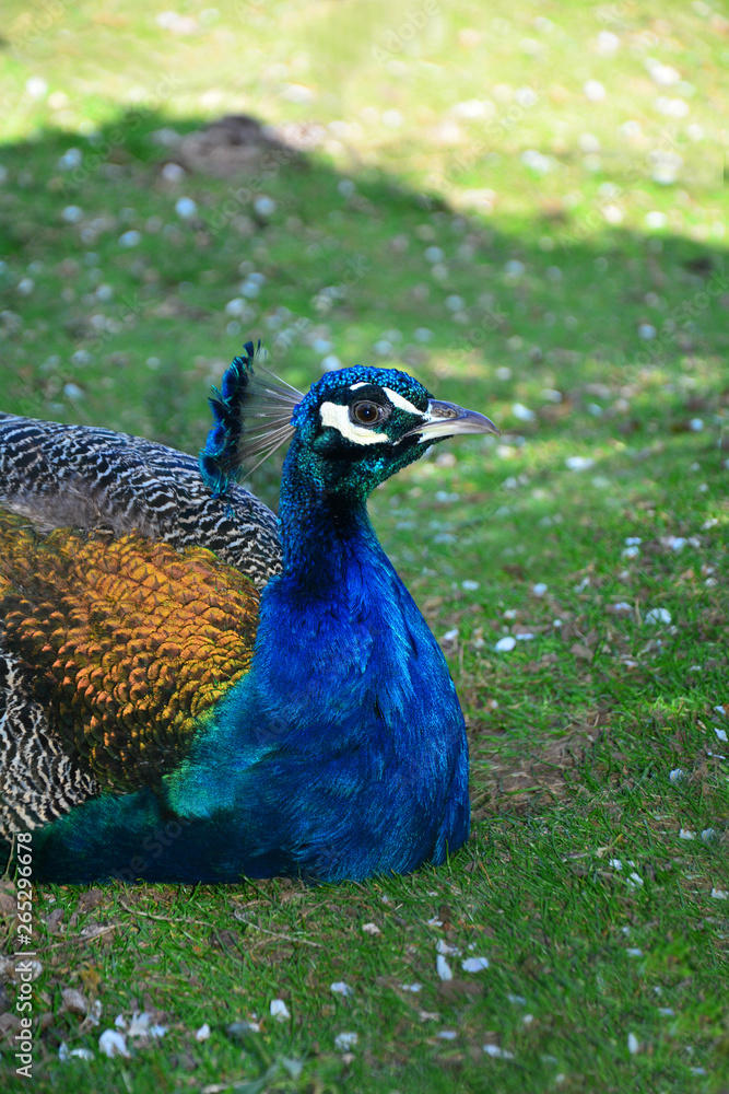 Blauer Pfau ( Pavo cristatus ) sitzt im grünen Gras Blauer Pfau ( Pavo cristatus ) sitzt im grünen Gras