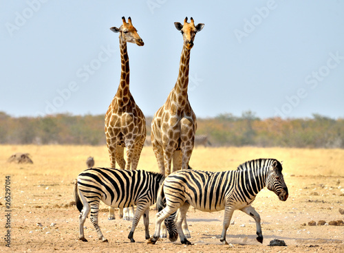 Giraffe and zebras 