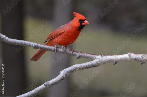 Northern Cardinal on branch © Carol Hamilton
