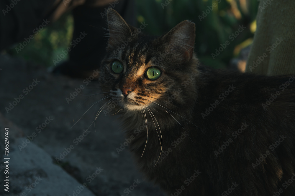Beautiful tabby cat with green eyes on sunset. Looking for food.