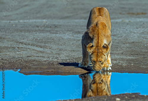 lioness at the puddle