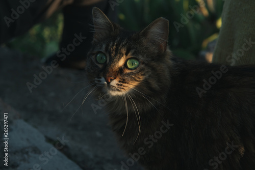Beautiful tabby cat with green eyes on sunset. Looking for food.