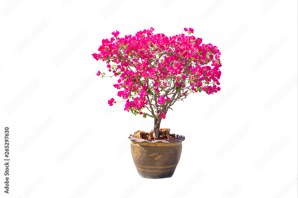 The pink Bougainvillea flowers are in a plant pot made of clay on a white background with clipping path.