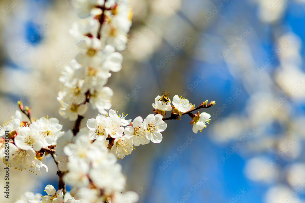 Apple trees flowers. Flowering tree and blue sky. Fresh spring apple tree branches with flowers. Cherries on a blurred background of nature. Spring background with bokeh Apple trees flowers. Flowering tree and blue sky. Fresh spring apple tree branches with flowers. Cherries on a blurred background of nature. Spring background with bokeh