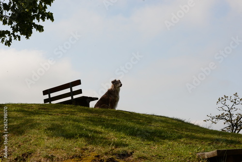 Warten auf Herrchen. Hund sitzt alleine auf einem Hügel neben einer Bank