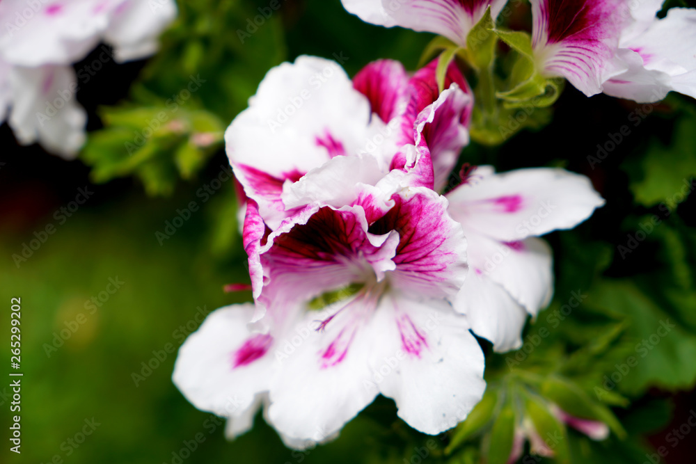 pink flowers in garden pink flowers in garden