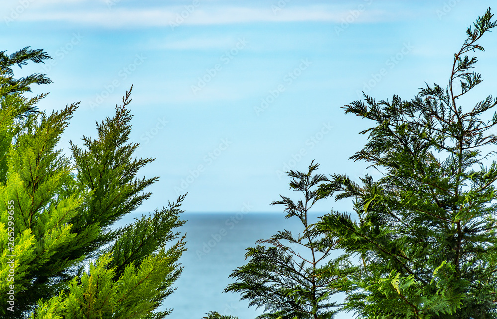 Beautiful trees view with sea and cloudy sky. Beautiful trees view with sea and cloudy sky.