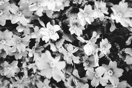 Black and white flovers background